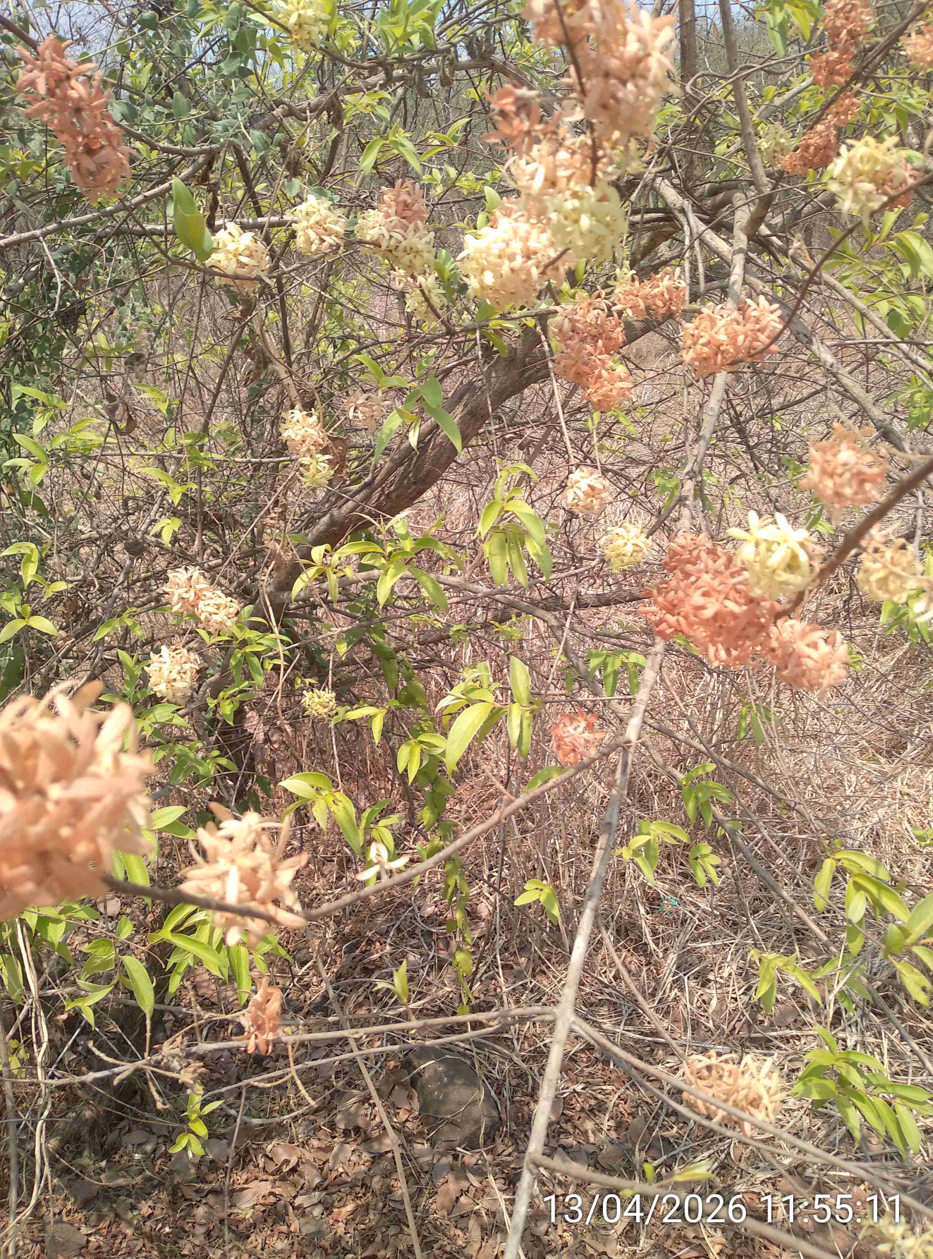 उक्षी